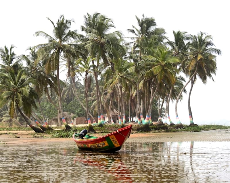 Palm trees along a beach in Ghana