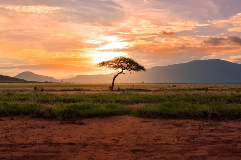 Acacia tree on the savannah at golden hour in Kenya